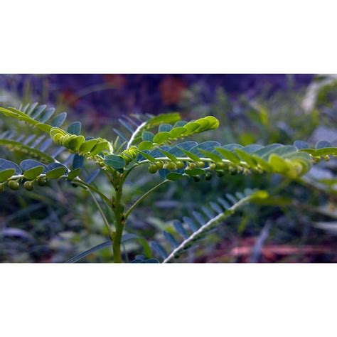 chanca piedra in bisaya|Chanca piedra (Phyllanthus niruri) .